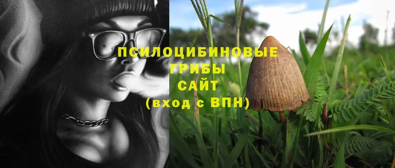 купить  цена  Дятьково  Галлюциногенные грибы Magic Shrooms 